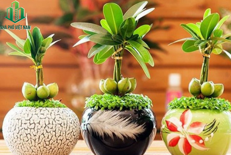 Các loại cây cảnh theo phong thủy trong thiết kế cảnh quan.